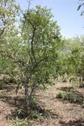 yellow plum ، sea lemon ، American plum ، monkey plum ، mountain plum ، Spanish plum ، wild plum ، h